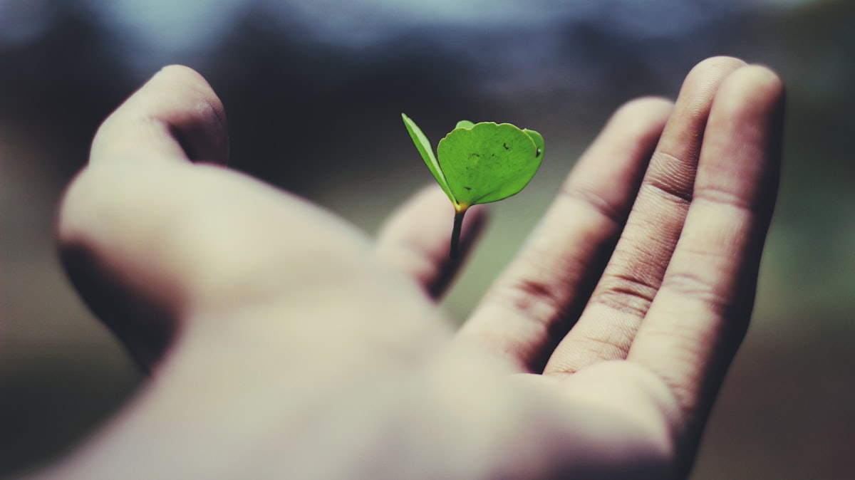 Hands gently holding a young green leaf, symbolising care, growth and the long history of nurturing this community